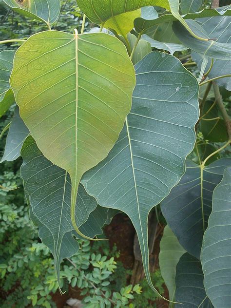 Beautiful Regard Through My Eyes: Banyan tree leaves