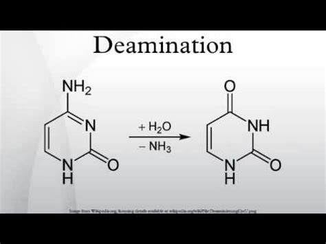 Deamination - YouTube