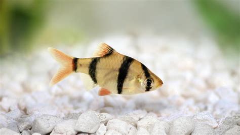 Barb Fish Care Sheet | PetMD