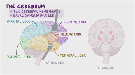 Occipital Lobe: What Is It, Its Function, and More | Osmosis