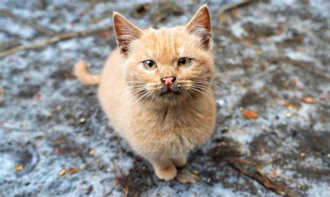 Feral Cat Behavior: 6 Common Misconceptions | BeChewy