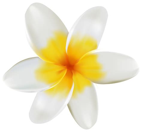 Plumeria Png Transparent Clip Art Image In 2020 Clip Art Art Images ...