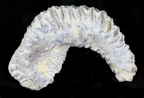 Cretaceous Fossil Oyster (Rastellum) - Madagascar (#23603) For Sale ...