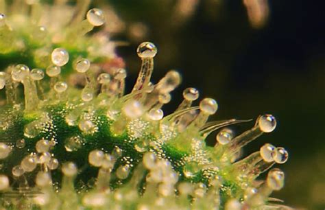 Trichomes - The 15 Best Weed Strains Right Now | Complex