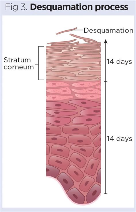 Which Is A Vital Function Of The Skin - Klatt Caterneved45