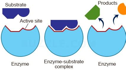 Substrate | Definition , Biochemsitry & Examples