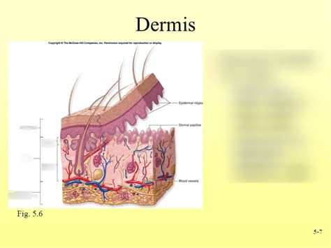 layers of skin dermis Diagram | Quizlet Skin Anatomy, Integumentary ...