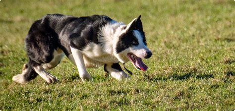 Why Do Border Collies Make Great Herding Dogs | Go Geese Go