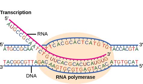 Biology 2e, Genetics, Genes and Proteins, Prokaryotic Transcription ...