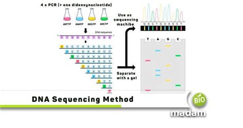 DNA Sequencing Method | Dna sequence, Sequencing, Dna