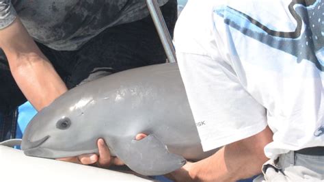 11 Facts About the Vaquita, The World's Most Endangered Porpoise ...