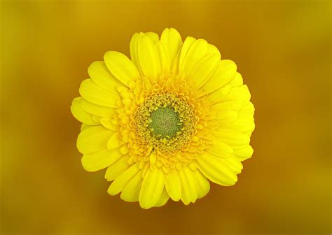 Yellow Daisy Wallpapers on WallpaperDog