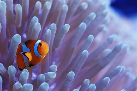 Clownfish | The Great 8 | Southern Great Barrier Reef