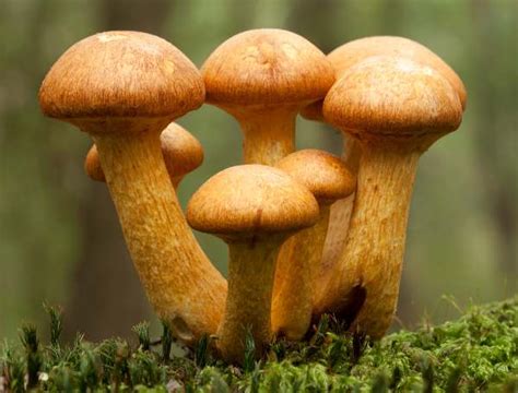 Gymnopilus junonius, Spectacular Rustgill mushroom