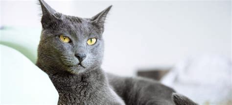 7+ Facts About Russian Blue Cats [Personality, History, Health & More]