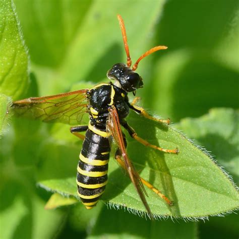 Types of Sawflies and Sawfly Larvae Control