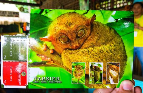 Experience Bohol: Tarsier Conservation Area | Miked's Travel PH