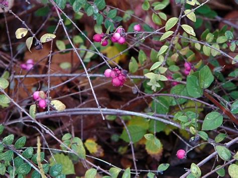 Symphoricarpos orbiculatus (red snowberry): Go Botany