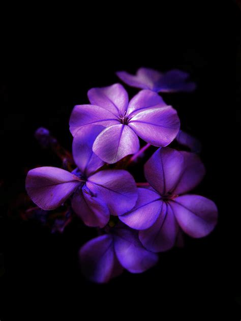 Free Purple Flowers, Download Free Purple Flowers png images, Free ...