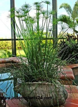 🤷INDOOR🤷Cyperus Papyrus Cyperaceae Papyrus (Paper reed) Plant - Indoor ...