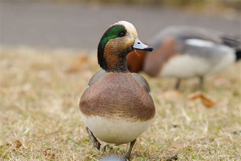 American Wigeon | Duck, Animals, Cute