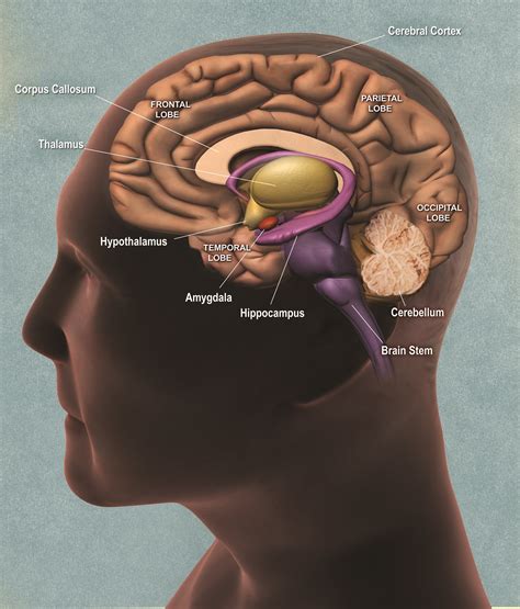 Brains Make Decisions the Way Alan Turing Cracked Codes | Science ...