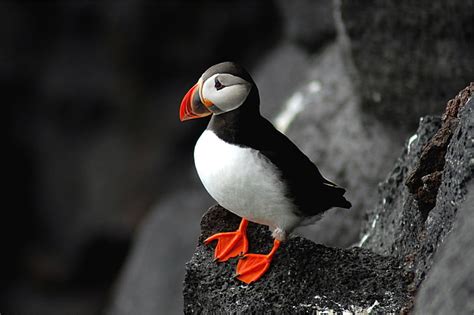 Free download | HD wallpaper: black and white bird, atlantic, puffin ...