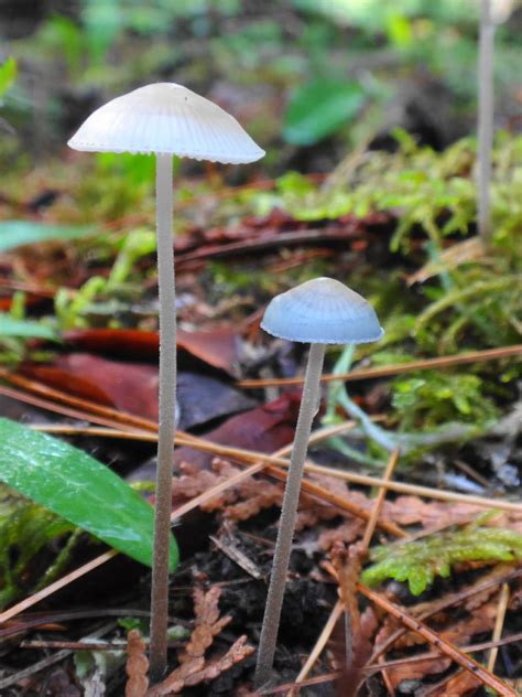 mycena-sp | Naturally Ottawa