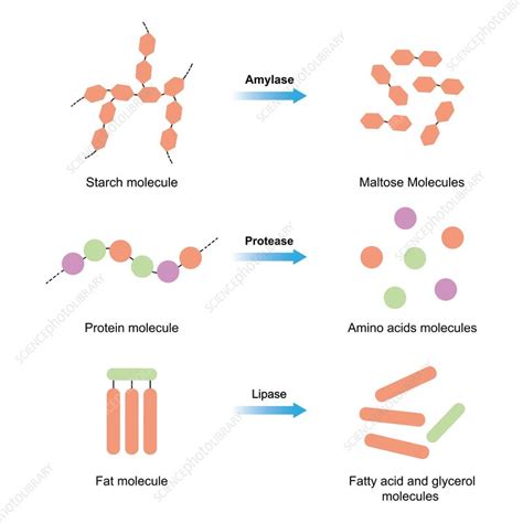 Amylase, protease and lipase enzymes, illustration - Stock Image - F041 ...