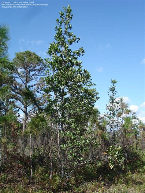 PlantFiles Pictures: Gordonia Species, Loblolly Bay (Gordonia ...