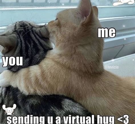 A big gentle hug 🥺 | Cat hug, Funny cute cats, Cat memes