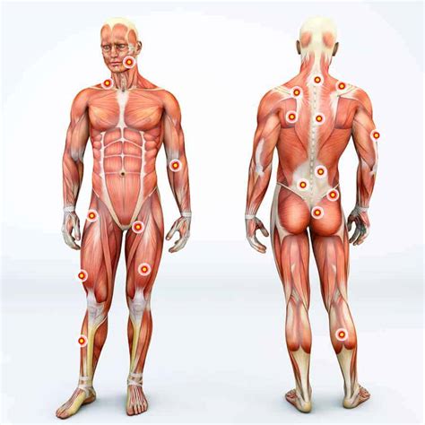 Fascia: The Mysterious Body Part that May be the Root Cause of Your ...