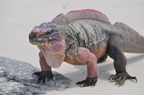 What Color Are Iguanas? Meet Different Species | Iguana Control