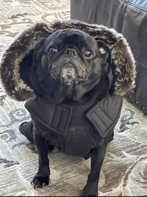 Snow Pug! : r/pugs