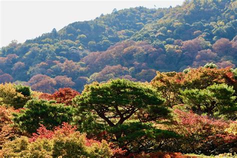 Japan | Fall colors (japanese maple) inside the grounds of O… | Flickr