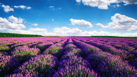 Lavender Fields, Provence, Provence - Book Tickets & Tours