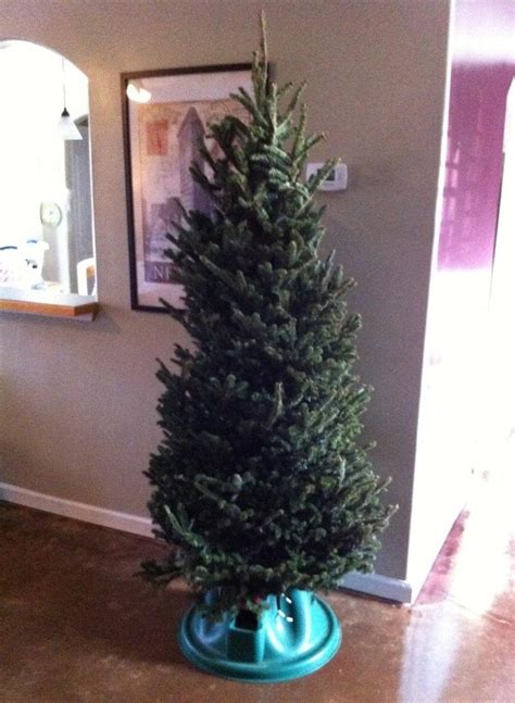 How to Get a $5 Christmas Tree (And How to Take Care of It) « Christmas ...