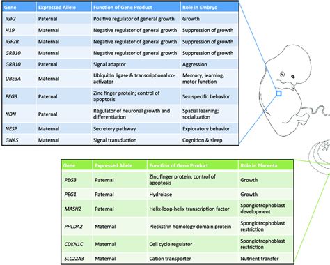 Examples of the functions of imprinted genes. Shown is a nonexhaustive ...