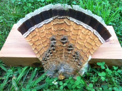 Ruffed Grouse Tail Feathers by TheBeardedHen on Etsy