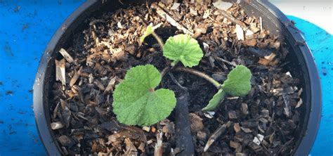 How To Plant Hollyhock Seeds # 1 Best Step By Step Guide