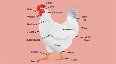 Chicken Head Anatomy