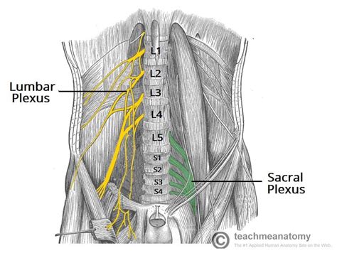 The Sacral Plexus - Spinal Nerves - Branches - TeachMeAnatomy