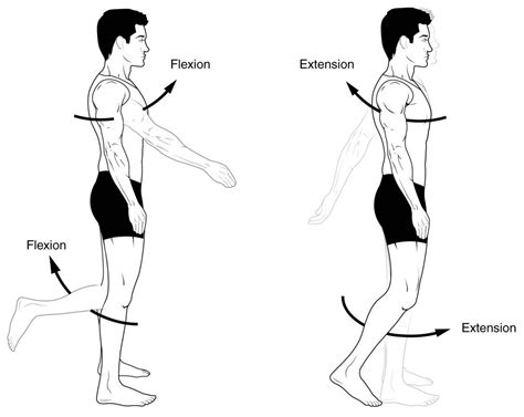 What is the difference between flexion and extension? – LORECENTRAL