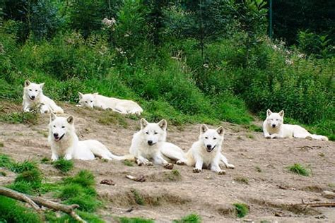 White Wolf Pack, white, artic, pack, nature, wolf, friends HD wallpaper ...