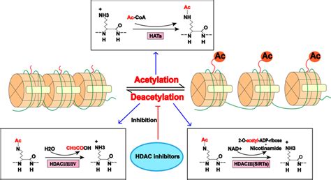 Reversible regulation of protein acetylation. HATs acetylate lysine in ...