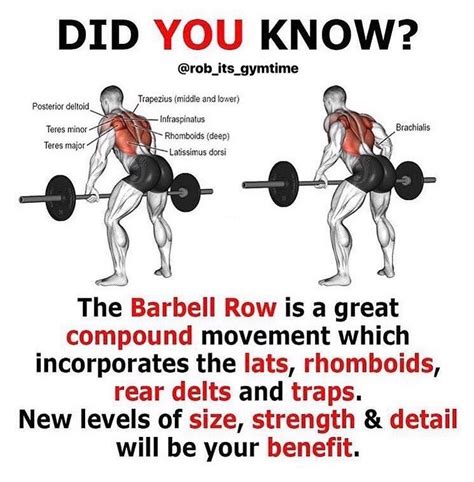 √ Barbell Rows Proper Form