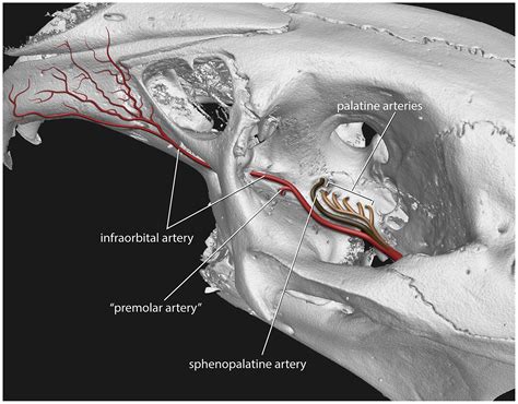 Infraorbital Artery