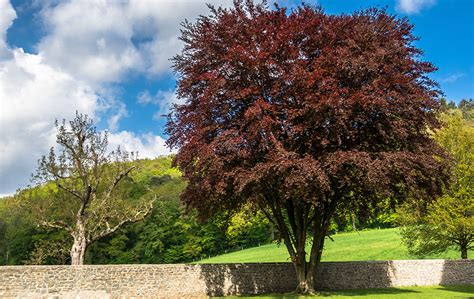 Copper Beech (Fagus sylvatica purpurea) | Organic Plant Care LLC ...