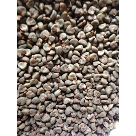 Dried Kenaf Seed, For Medicinal, Packaging Type: Loose at Rs 2400/kg in ...