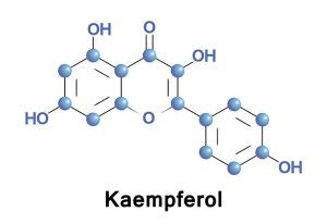 Kaempferol sources, health benefits and uses